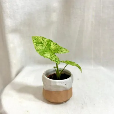 syngonium podophyllum mottled mojito