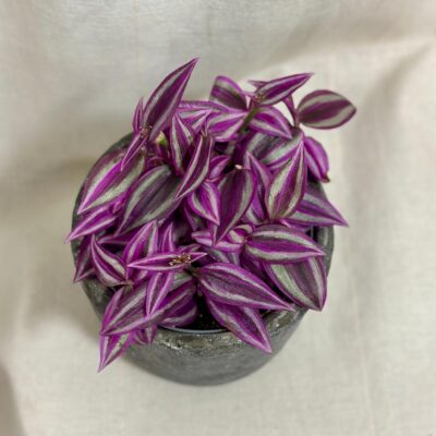 Tradescantia ‘Pink Paradise’ stredná tradescantia pink paradise fialova farebna izbova rastlina tahava