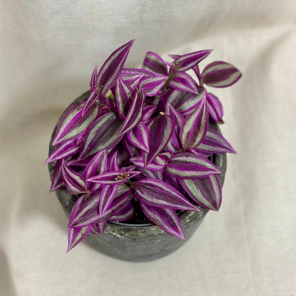 Tradescantia ‘Pink Paradise’ stredná tradescantia pink paradise fialova farebna izbova rastlina tahava