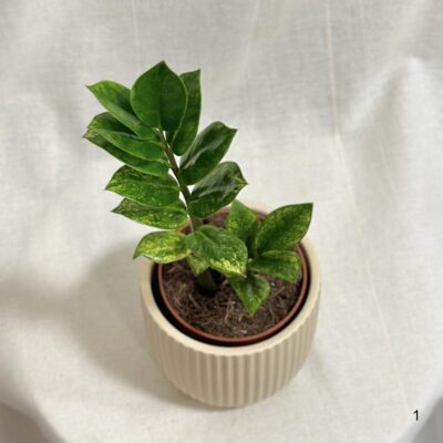 Zamioculcas zamiifolia Chameleon žltý raritna izbova rastlina