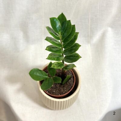 Zamioculcas zamiifolia Chameleon žltý raritna izbova rastlina