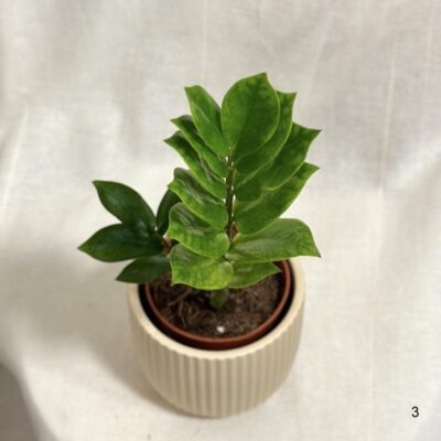 Zamioculcas zamiifolia Chameleon žltý raritna izbova rastlina