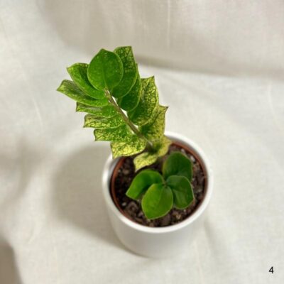 Zamioculcas zamiifolia Chameleon žltý raritna izbova rastlina