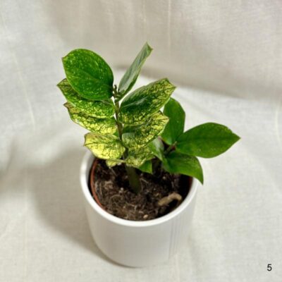 Zamioculcas zamiifolia ‘Chameleon’ Zamioculcas zamiifolia Chameleon žltý raritna izbova rastlina