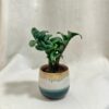 Zamioculcas ‘Zenzi’ malý zamioculcas zenzi nenarocna izbova rastlina plantizia