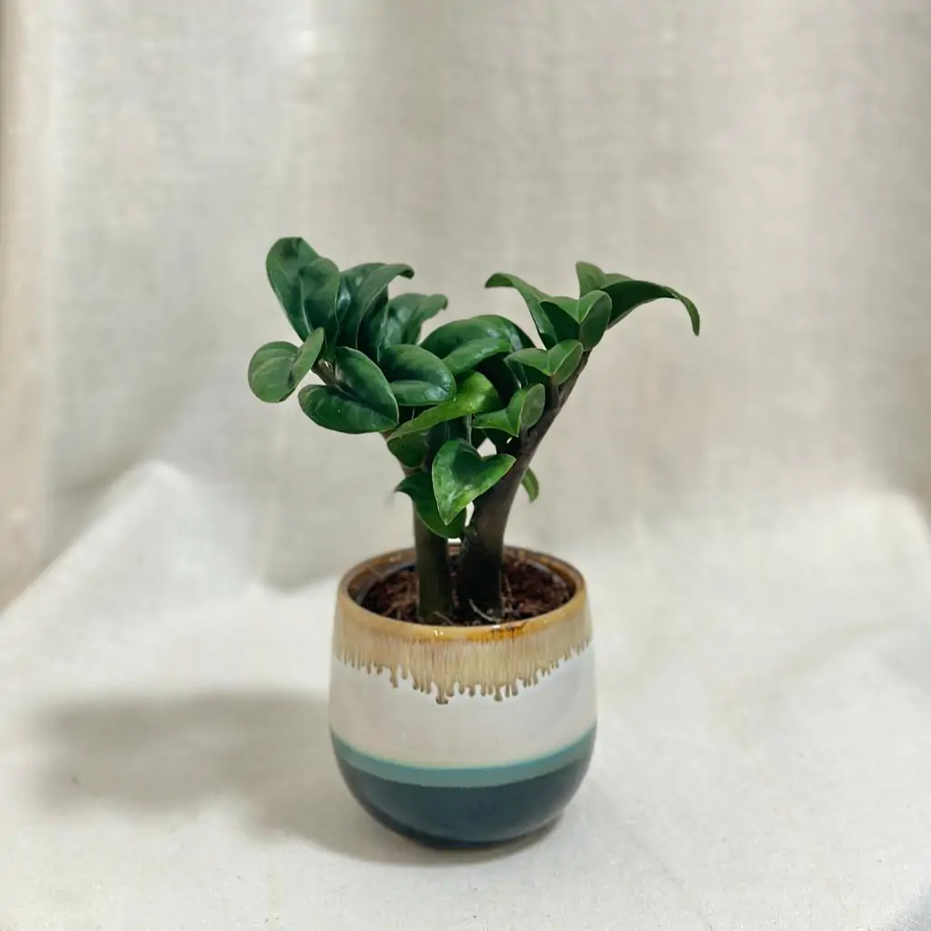 Zamioculcas ‘Zenzi’ malý