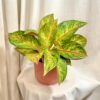 Aglaonema ‘Gala Red’ veľká aglaonema gala red farebna izbova rastlina