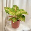 Aglaonema ‘Grand Poppy’ maxi aglaonema grand poppy farebna izbova rastlina