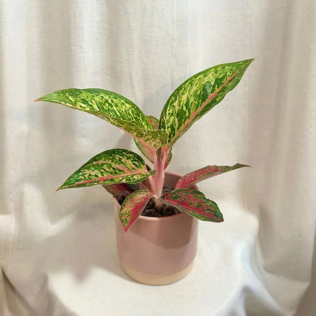 Aglaonema ‘Lychee Red’