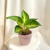 Aglaonema ‘Sakura Mochi’ aglaonema sakura mochi farebna izbova rastlina