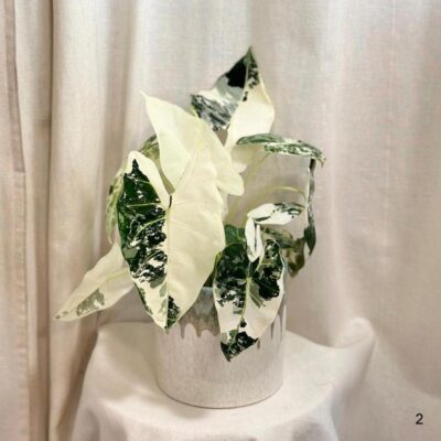 Alocasia micholitziana ‘Frydek’ variegata veľká alocasia frydek variegata panasovana alokazia velka