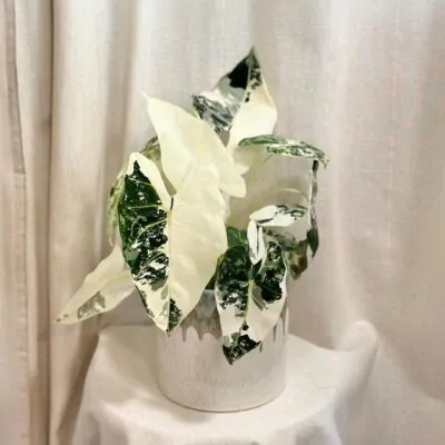 alocasia frydek variegata velka plantizia 2 Plantizia.sk