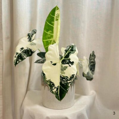 Alocasia micholitziana ‘Frydek’ variegata veľká alocasia frydek variegata panasovana alokazia velka