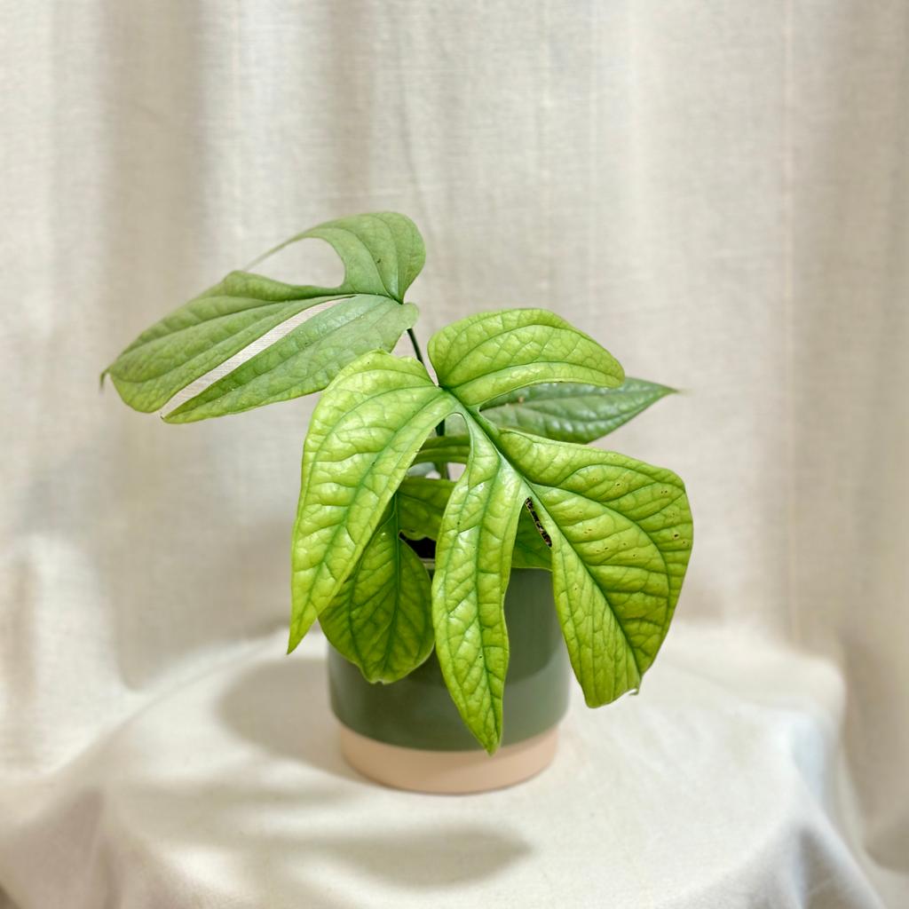 Amydrium medium silver (Spiderman Monstera)