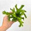 Asplenium nidus ‘Crissie’ asplenium nidus Crissie vlhkomilna izbova rastlina