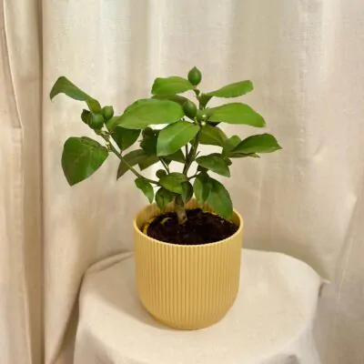 citronovnik meyer citrus citrony