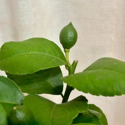 citronovnik meyer citrus citrony