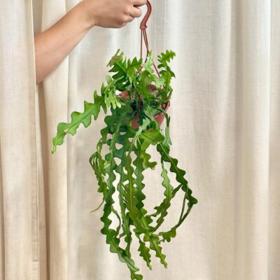 Fishbone cactus / Epiphyllum anguliger veľký fishbone kaktus epiphyllum anguliger