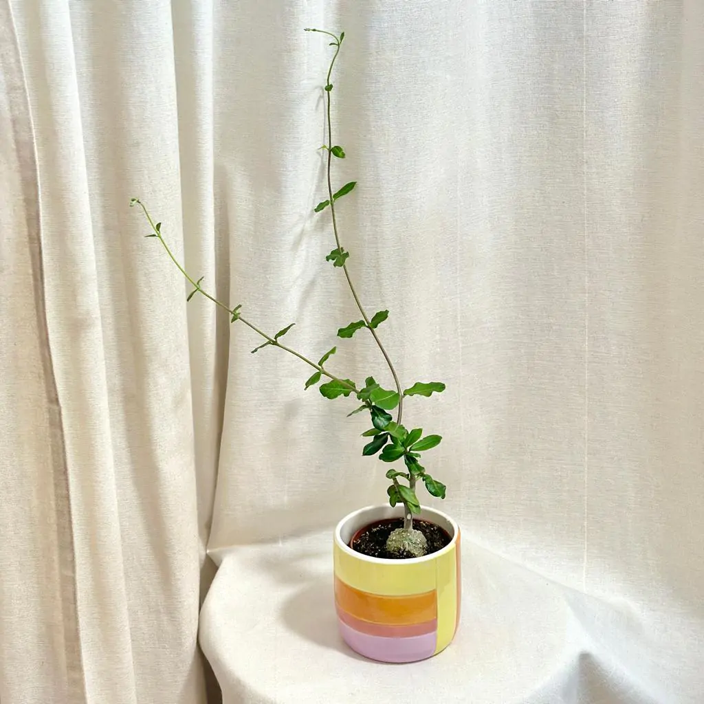 Fockea edulis