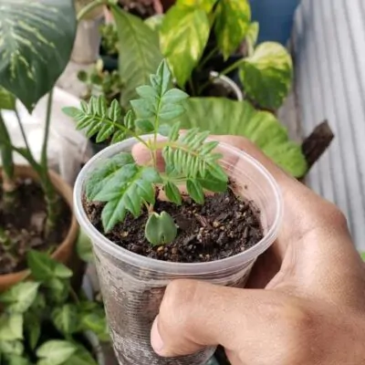 Workshop Izbové rastliny zo semienka SAShE v Tržnici jacaranda mimosifolia zo semienok plantizia Plantizia.sk