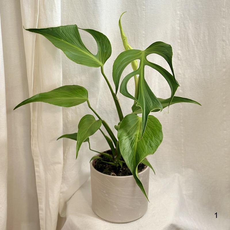Monstera ‘Burle Marx Flame’ veľká 1