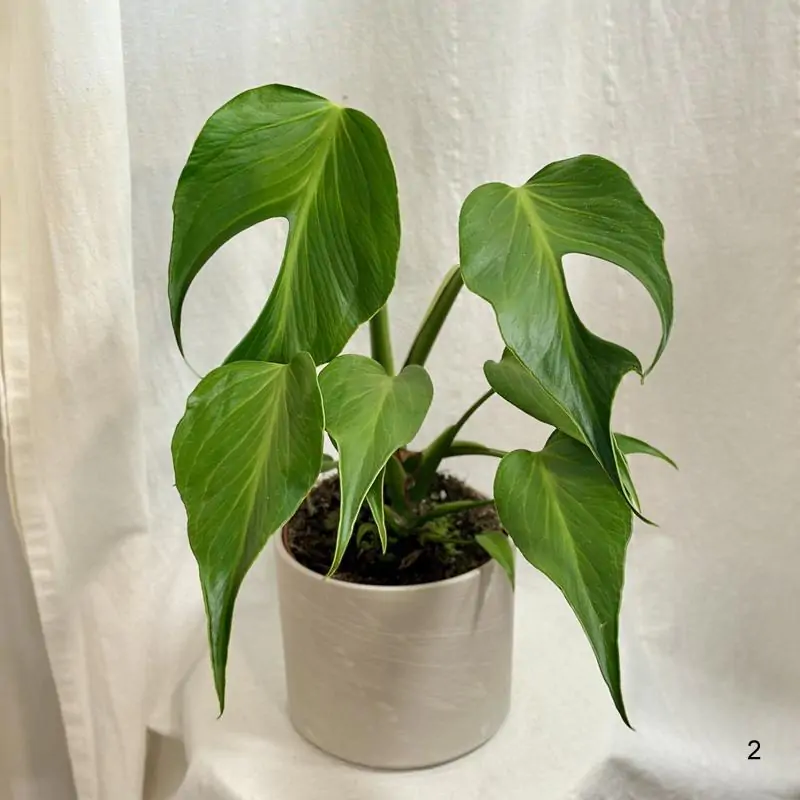 Monstera ‘Burle Marx Flame’ veľká 2