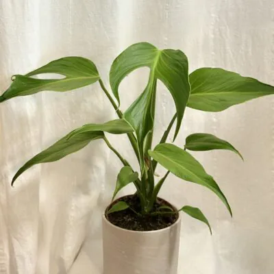 monstera burle marx flame velka