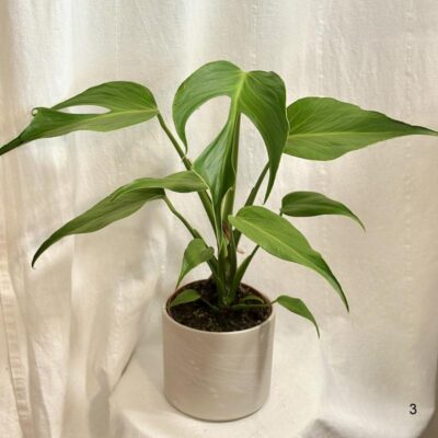 Monstera ‘Burle Marx Flame’ veľká monstera burle marx flame velka