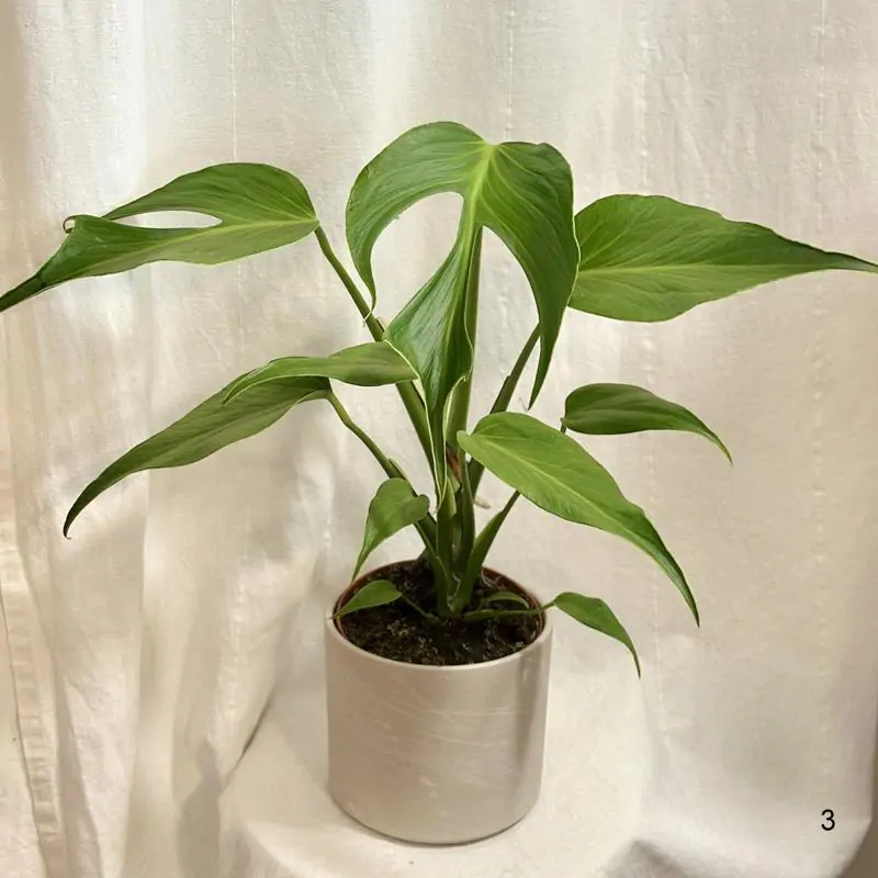 Monstera ‘Burle Marx Flame’ veľká 3