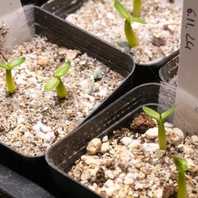 Workshop Izbové rastliny zo semienka SAShE v Tržnici pachypodium densiflorum zo semienok navod ako vypestovat zo semien sukulent