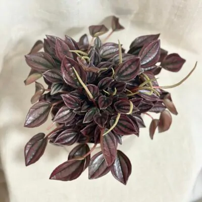 Peperomia caperata ‘Cayenne’ peperomia caperata Cayenne pieprovec