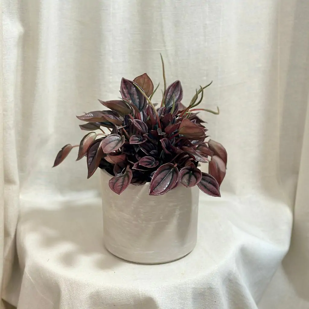 Peperomia caperata ‘Cayenne’