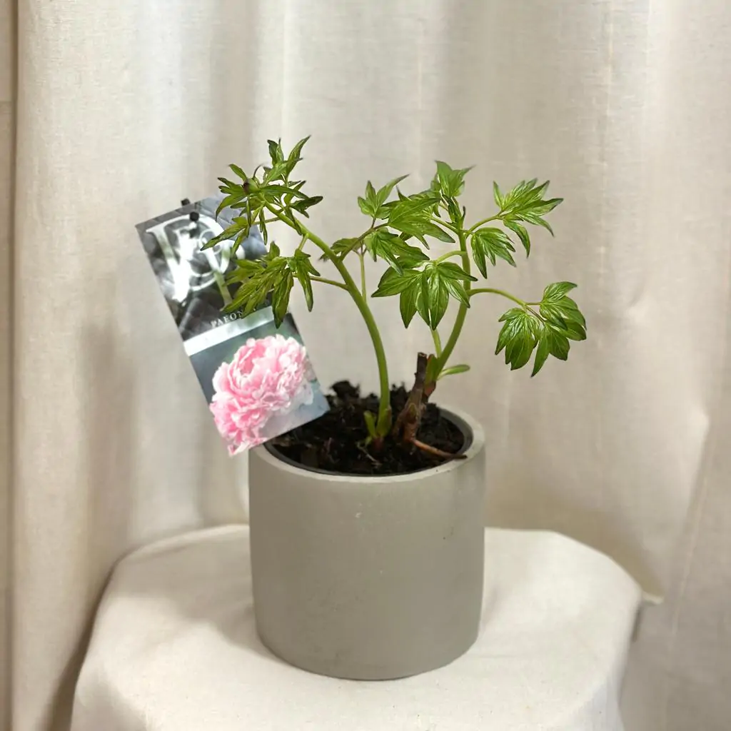 Pivonka ‘Sarah Bernhardt’