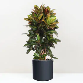 Krotónovec / Codiaeum variegatum ‘Petra’ 140 cm
