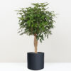 schefflera arboricola kompacta seflera izbovy strom