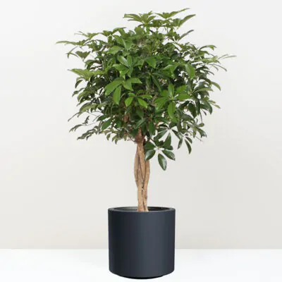 schefflera arboricola kompacta seflera izbovy strom