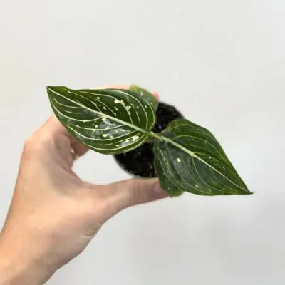 aglaonema Tom’s Pride