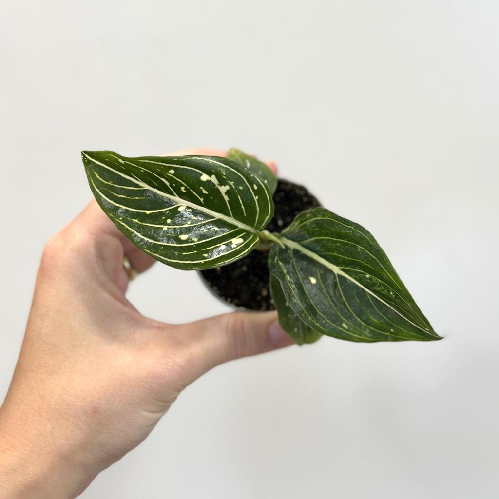 Aglaonema ‘Tom’s Pride’ malá