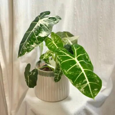 alocasia frydek variegata panasovana alokazia velka