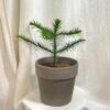 Araucaria araucana araucaria araucana ihlicnan