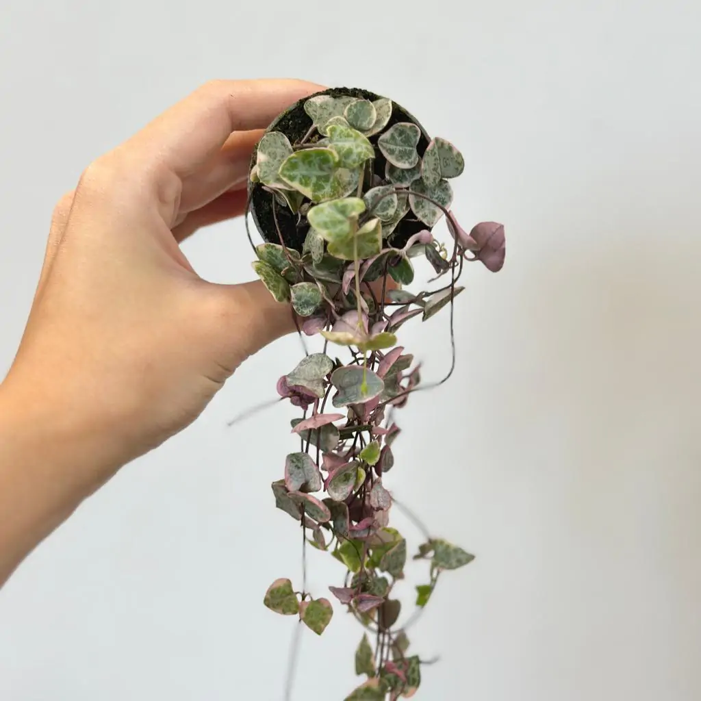 Lampášik / Ceropegia woodii variegata malá