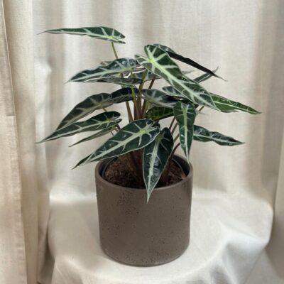 dekoracny kvetinac hnedy alocasia arrow bambino