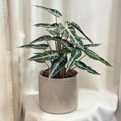 dekoracny kvetinac natural light bezovy pieskovy kremovy kvetinac alocasia arrow bambino