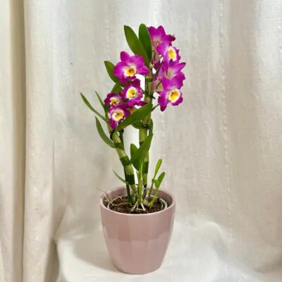 Orchidea Dendrobium nobile ‘Dark Pink’ dendrobium nobile dark pink