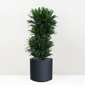Dracaena fragrans ‘Compacta’ 100 cm