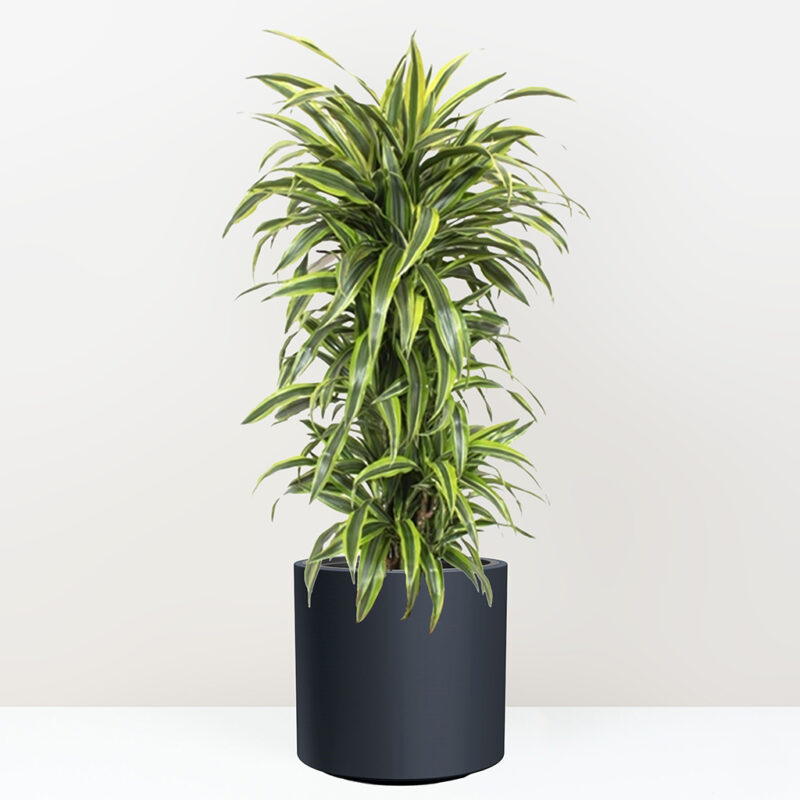 Dracaena fragrans lemon lime velka izbova rastlina do kancelarie