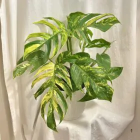 Epipremnum pinnatum ‘Cintho Goldfinger’ maxi