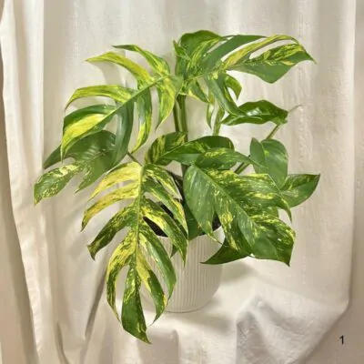 epipremnum pinnatum Cintho Goldfinger panasovany pothos vzacny