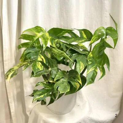 epipremnum pinnatum Cintho Goldfinger panasovany pothos vzacny