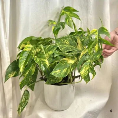 epipremnum pinnatum Cintho Goldfinger panasovany pothos vzacny